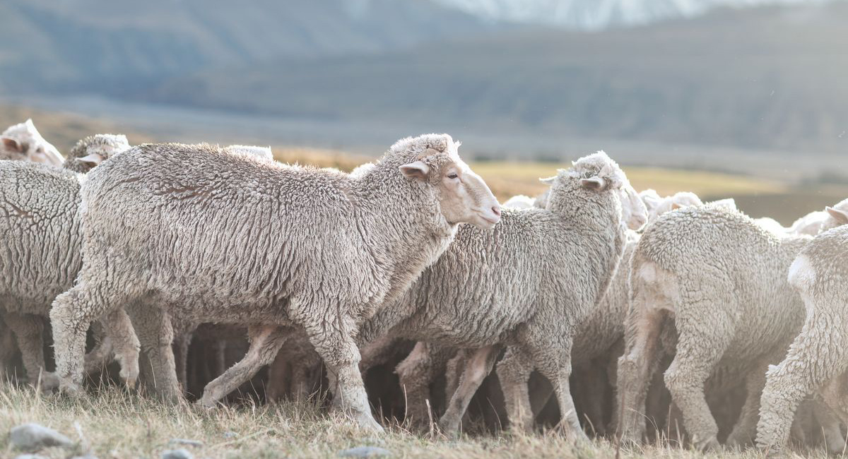 Merino Wool Guide: Everything you need to know