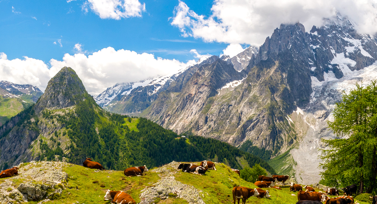Vaches sur le Tour du Mont-Blanc