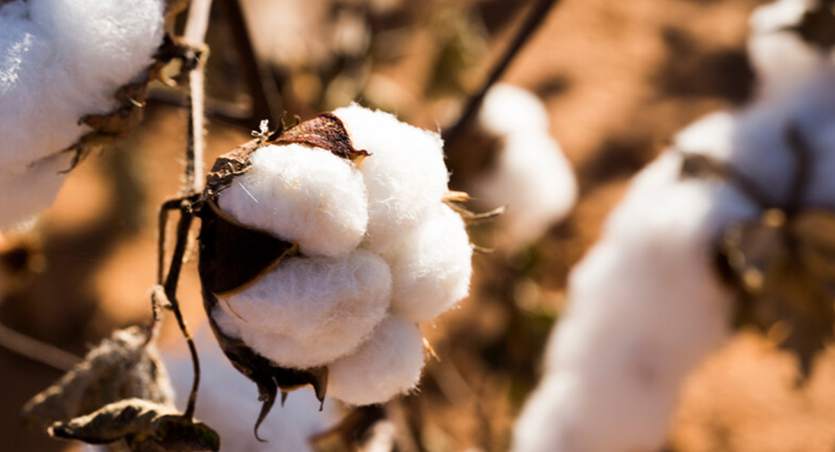 Patagonia et la mise en place du coton pilote en Inde, une première mondiale