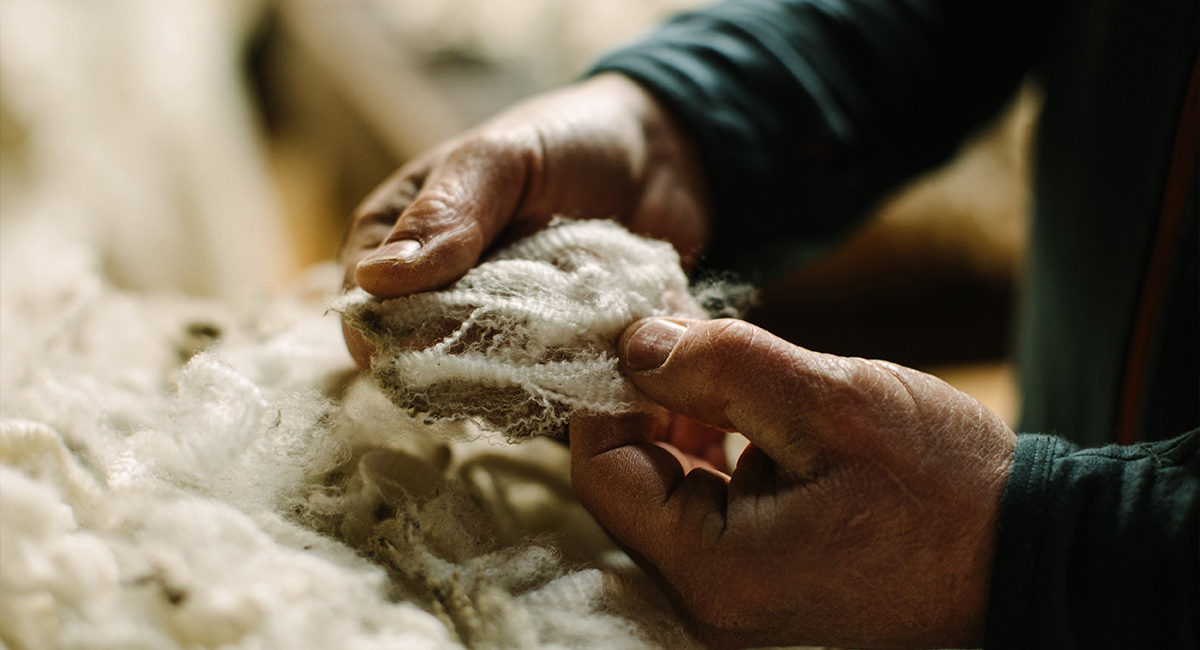 Merino wool: origins & history