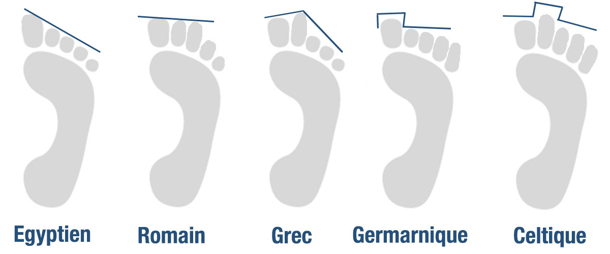 Morphologies et types de pieds