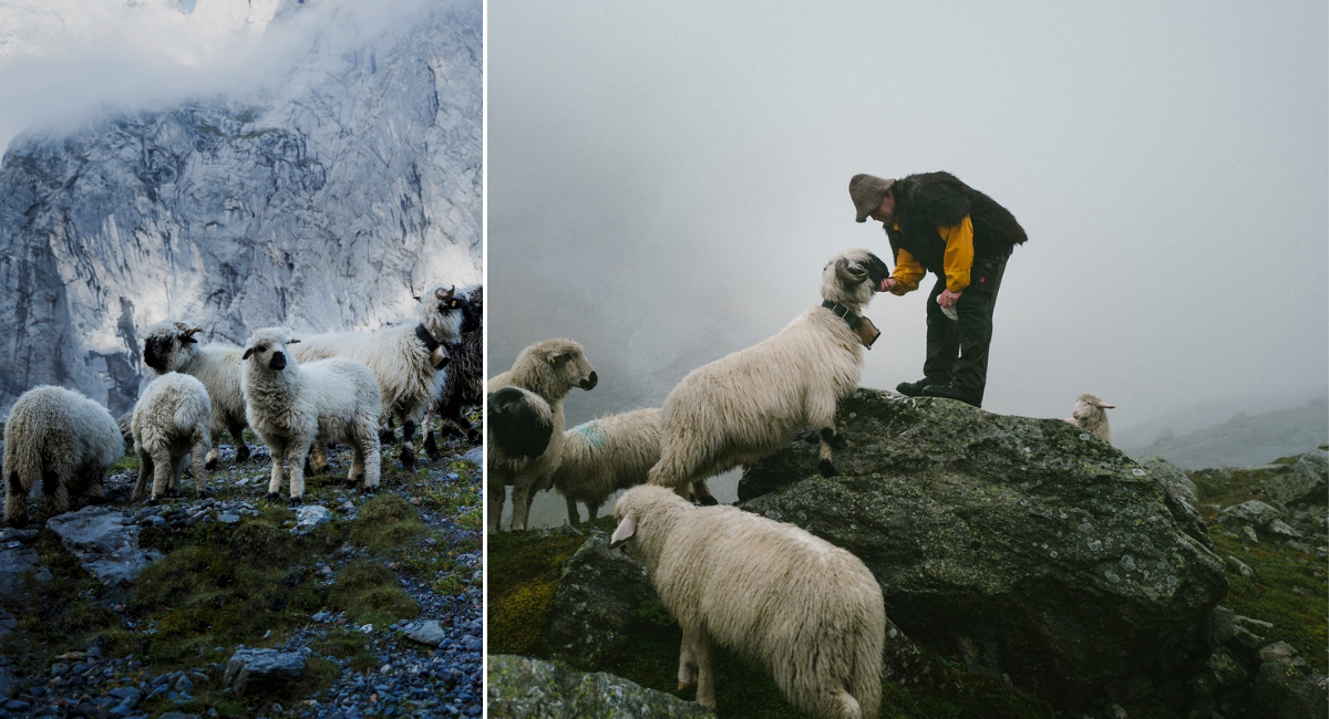 Ortovox utilise de la laine Swisswool produite dans le respect des animaux