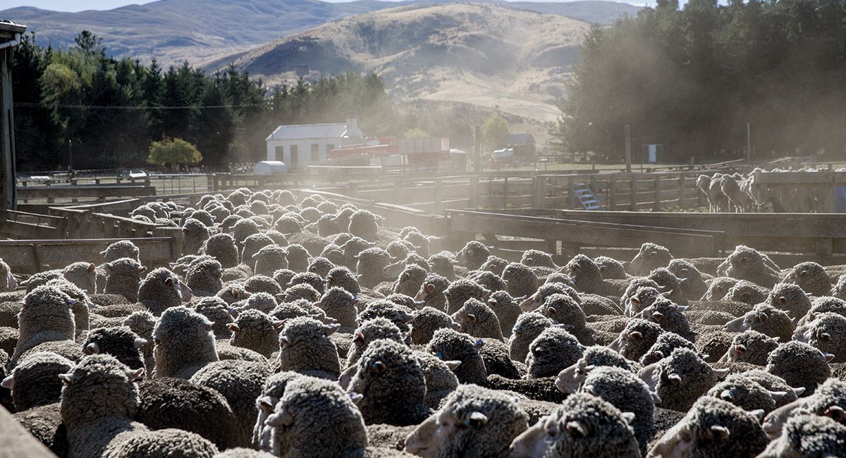 La laine mérinos est douce et thermorégulante
