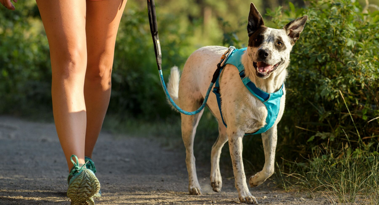 Canicross : comment choisir un harnais pour votre chien et lequel acheter ?